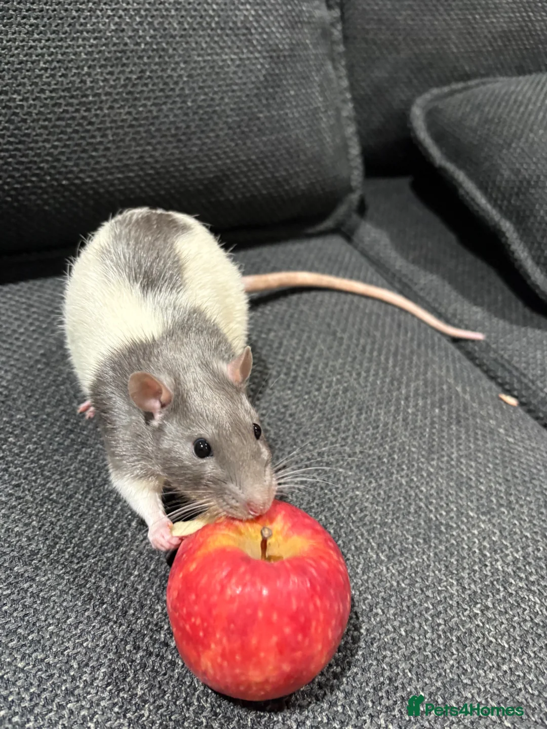 Rat rodents for sale: 2 bonded Male Rats  - Advert 1