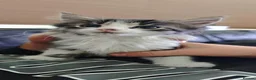 Mixed Breed cats for sale: Fluffy kittens for sale - Advert 8