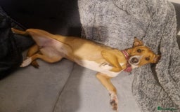 Mixed Breed dogs for adoption: Ariana for Adoption - Image 4