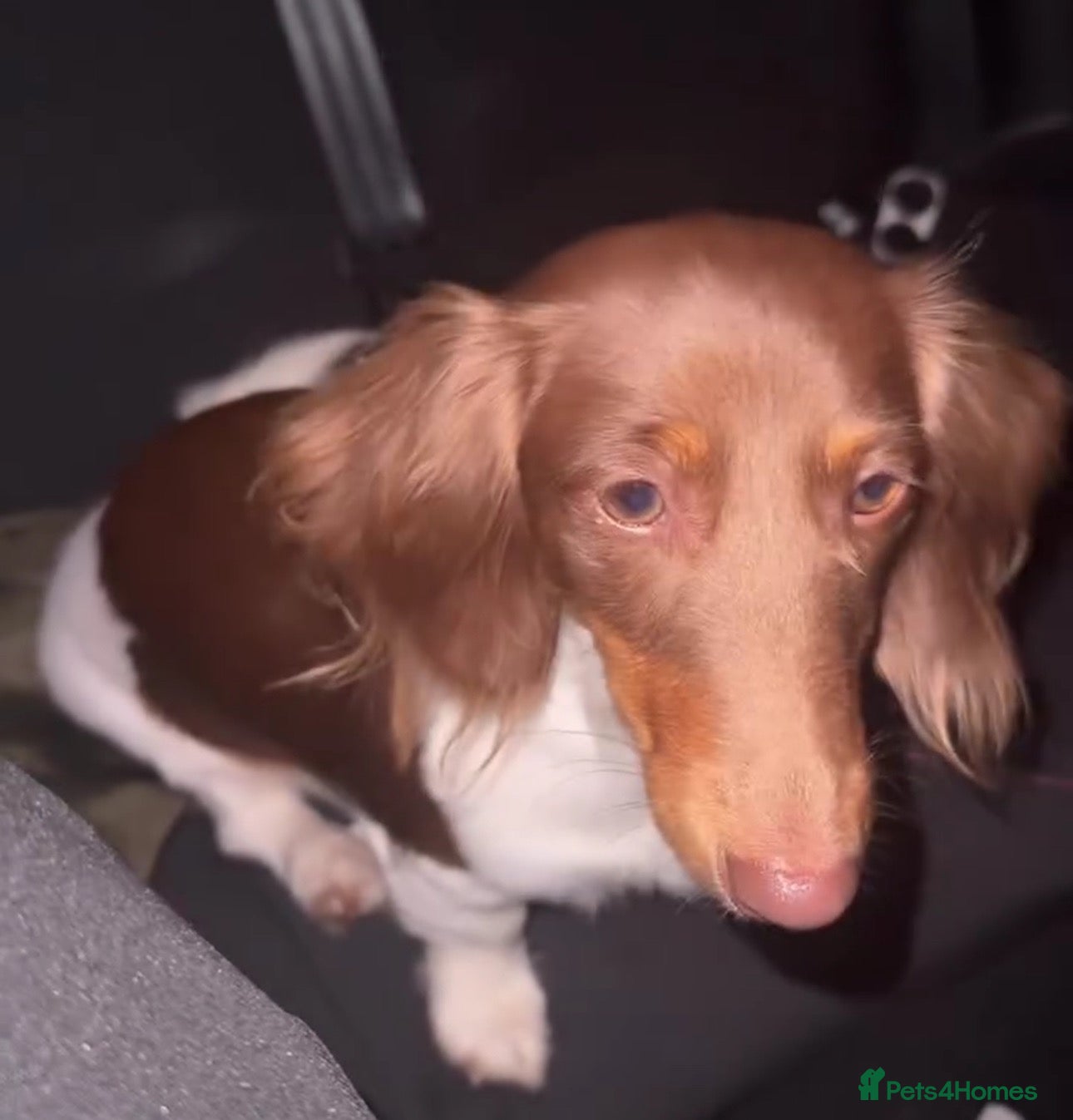 Dachshund dogs 14-MONTH-OLD DACHSHUND - Advert 2
