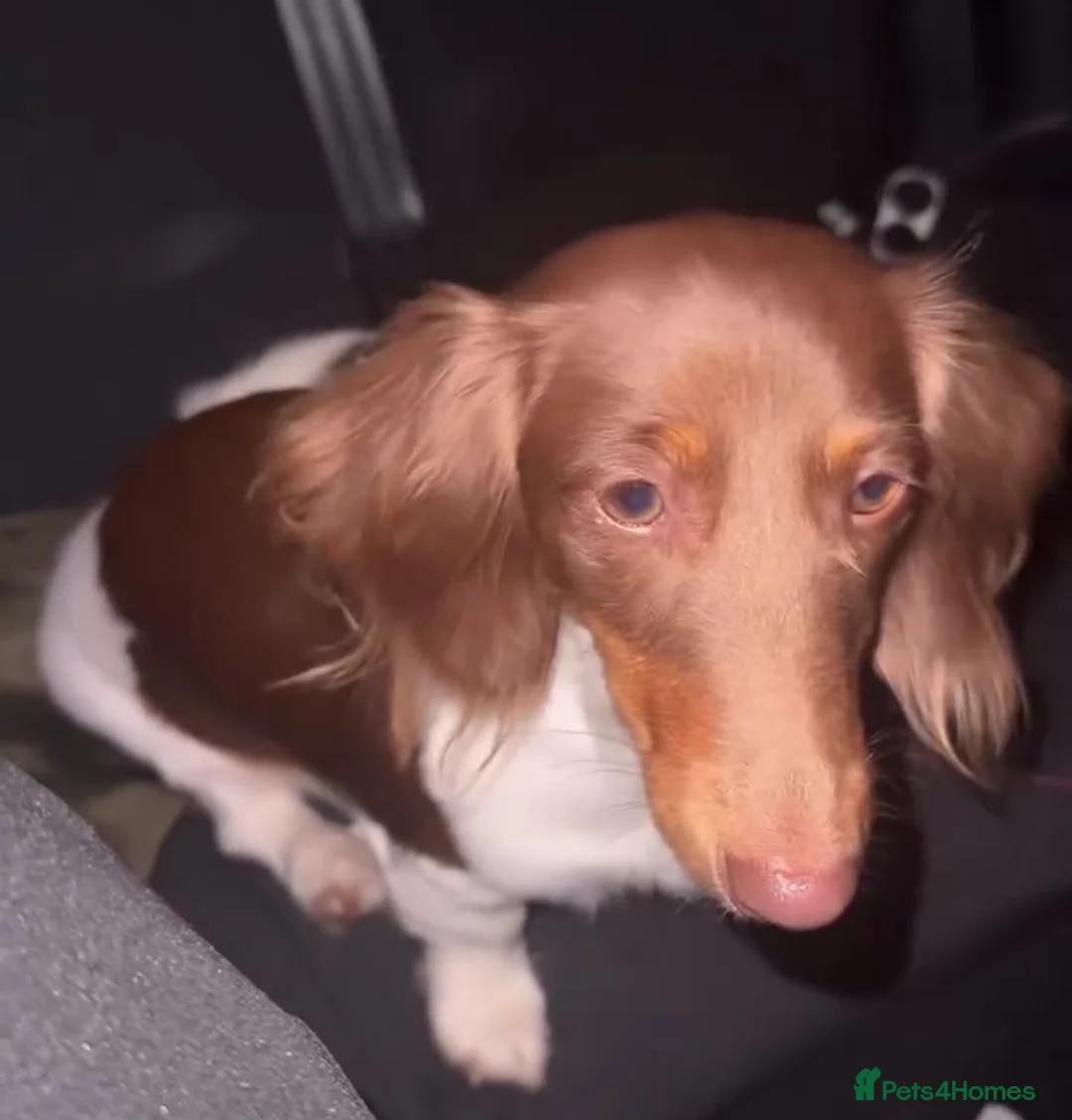 Dachshund dogs for sale: 14-MONTH-OLD DACHSHUND - Advert 1