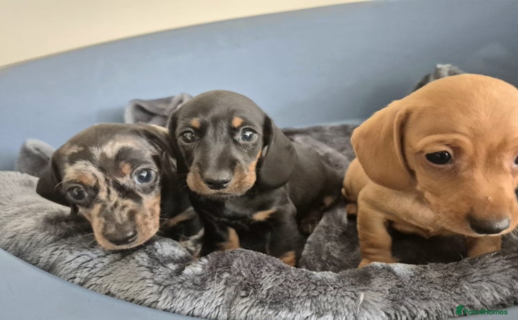 Dachshund dogs - Advert 5