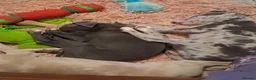 Italian Greyhound dogs for sale: Italian greyhound / whippet  - Advert 7