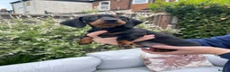 Miniature Dachshund dogs for sale: Beautiful Miniature Dachshund Puppies Ready 🐾  - Advert 6