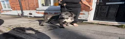 Cane Corso dogs for sale: Cane Corso Male  - Advert 12