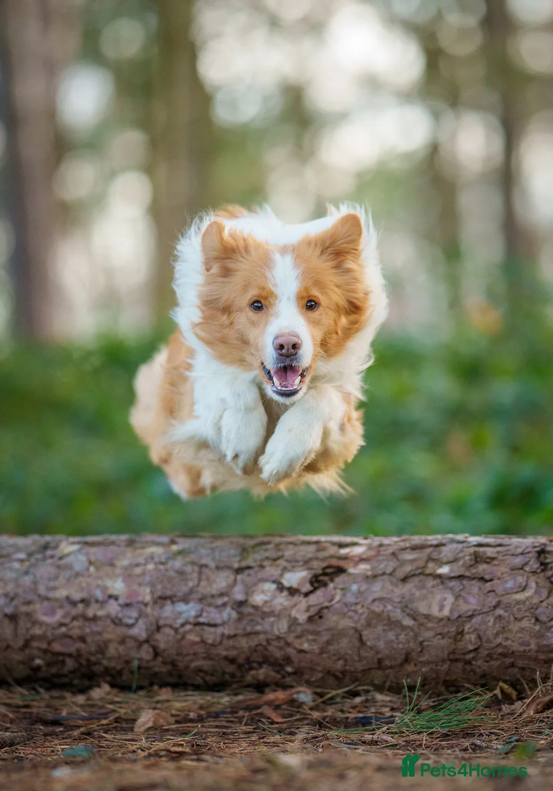 Border Collie dogs for stud: KC REG FULLY HEALTH TESTED EE RED/GOLD STUD  in Doncaster - Advert 15