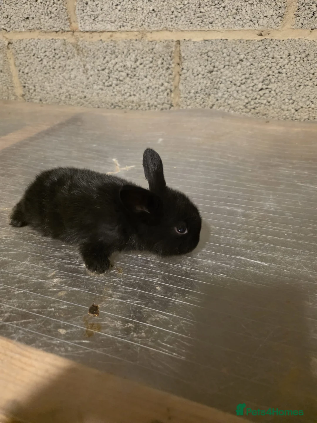 Mixed Breed rabbits for sale: Mixed breed baby Rabbits for sale 8 weeks old - Advert 7