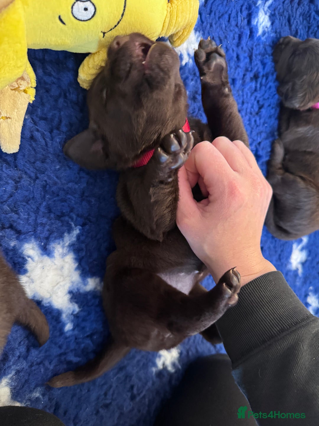 Labrador Retriever dogs for sale: Outstanding Quality Chocolate Labrador Puppies - Image 16