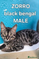 Bengal cats - Advert 2