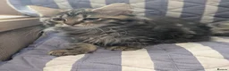 Maine Coon cats for sale: 4 x Maine coone x ragdoll kittens  - Advert 8