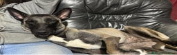 Mixed Breed dogs for sale: Belgian malinois mix  - Advert 1