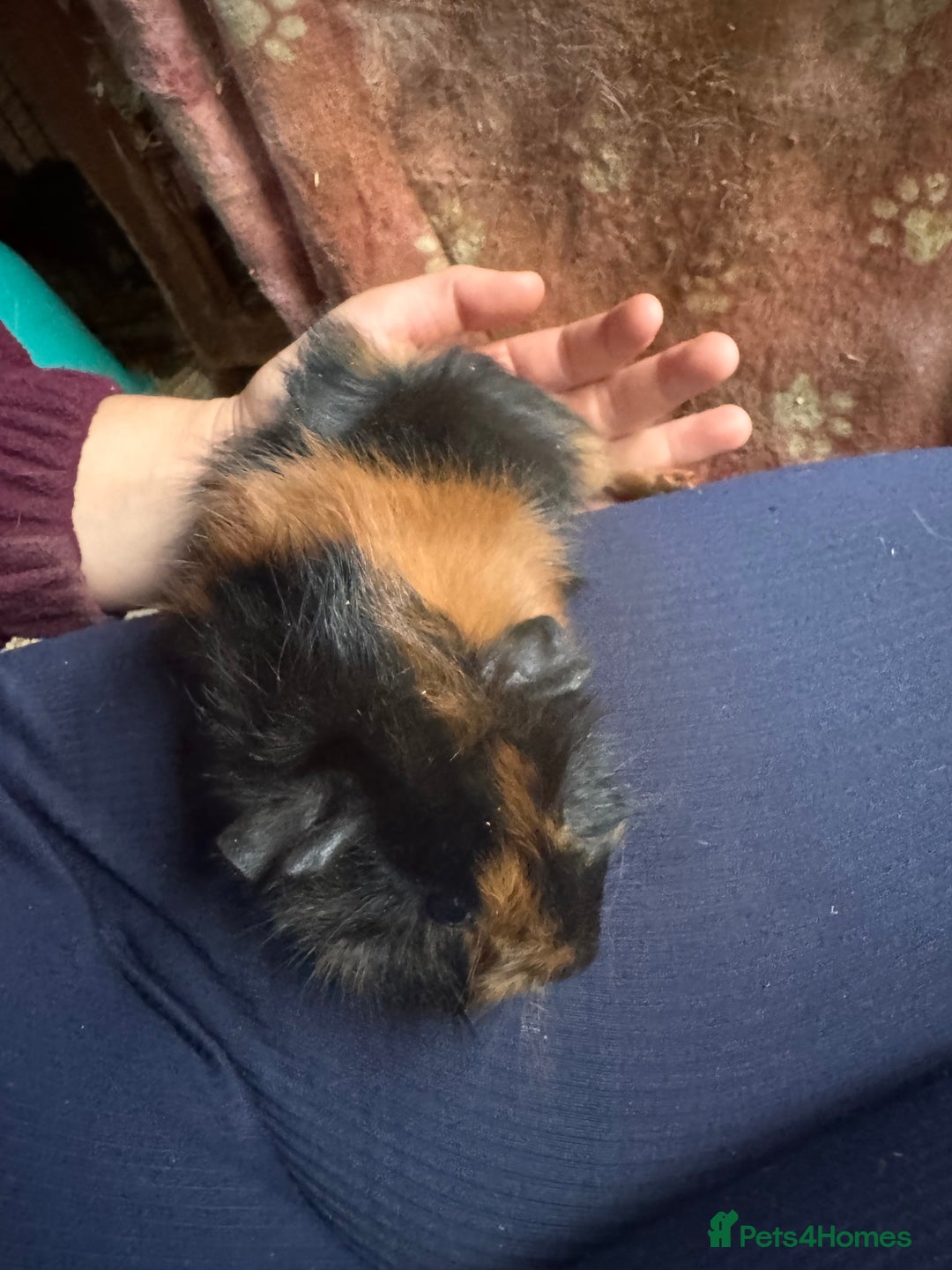 Guinea Pig rodents for sale: three male guinea pigs three months old  - Advert 5