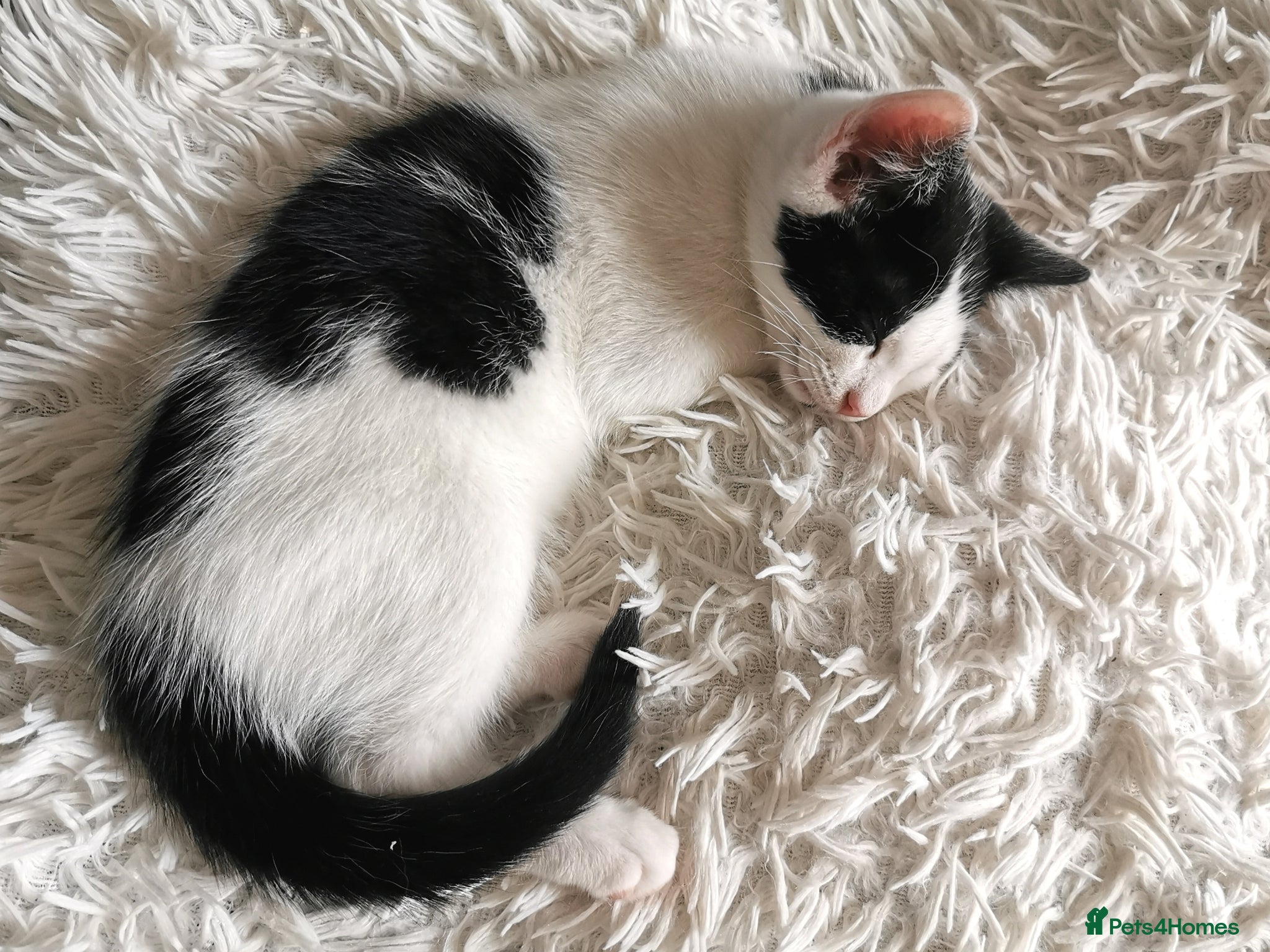 Mixed Breed cats for sale: Gorgeous, sweet natured & very playful kittens in London - Advert 37