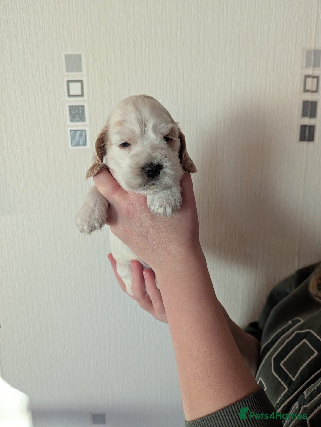 Cocker Spaniel dogs for sale: KC Reg Cocker Spaniel Puppies health checked - Advert 2