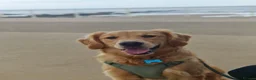 Golden Retriever dogs for sale: Gorgeous KC Reg Golden Retriever Boy in Bude - Advert 6