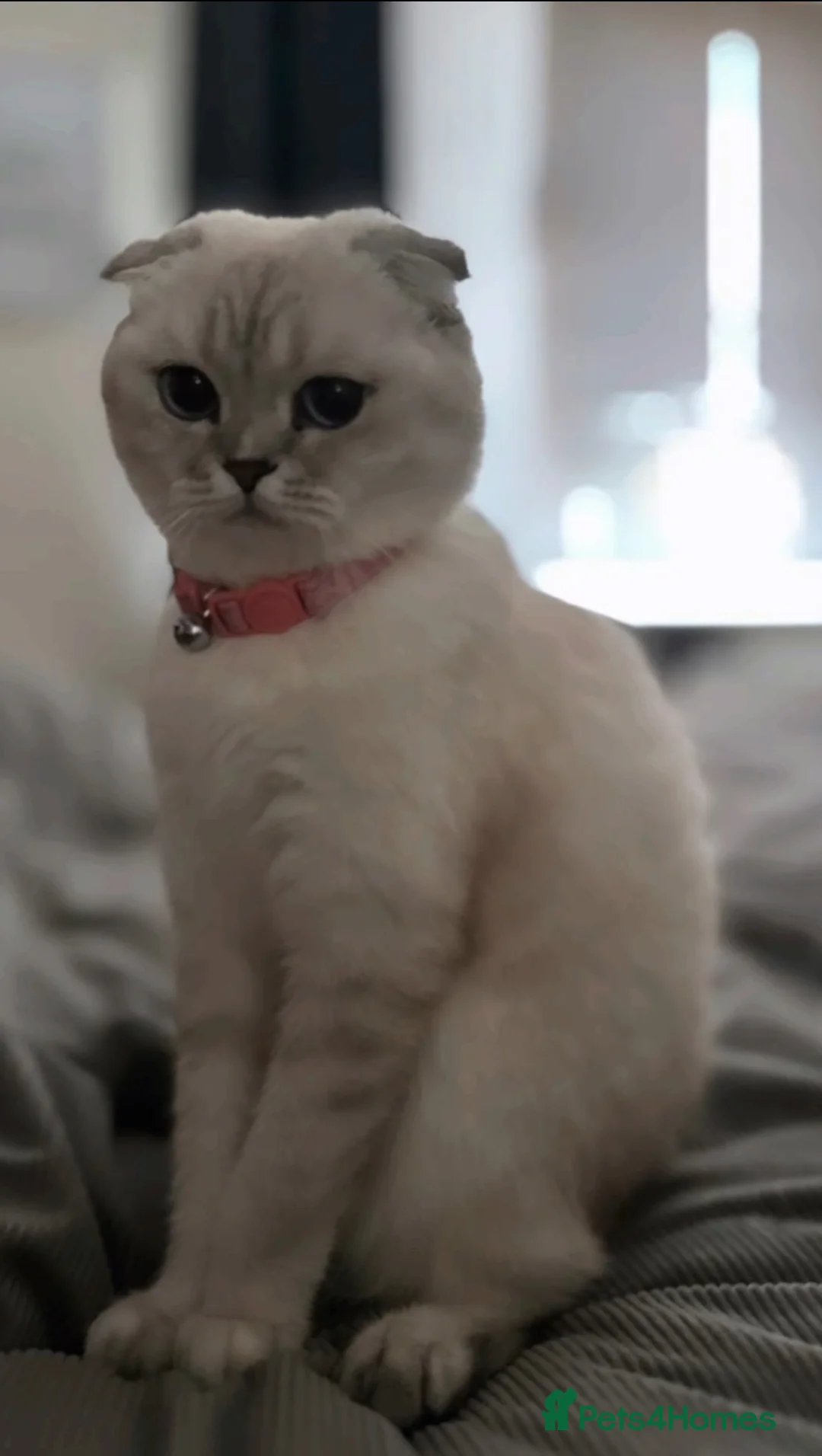 Scottish Fold cats for sale: Beautiful Scottish fold  - Advert 5