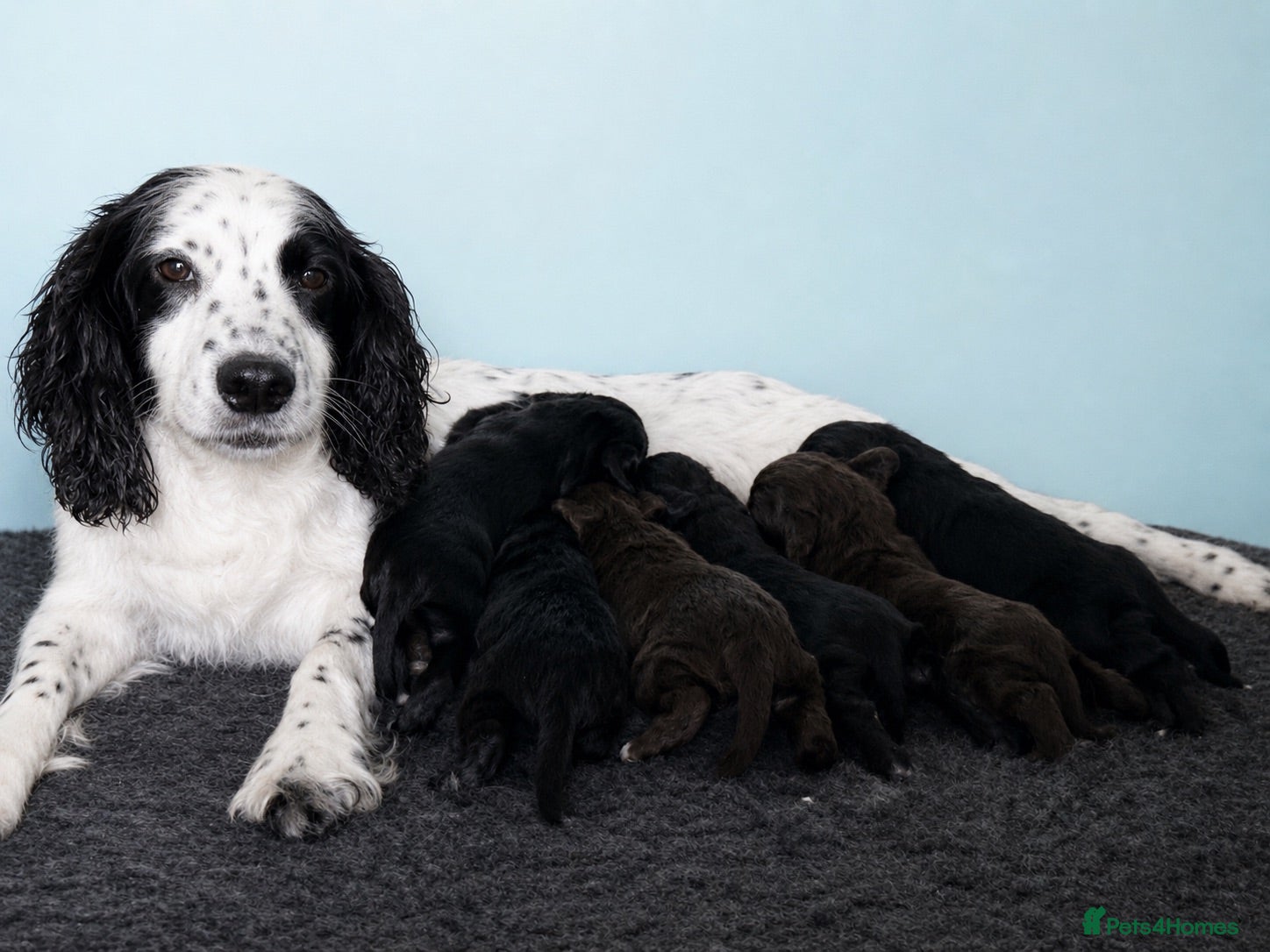 Cocker Spaniel dogs Beautiful Black and Chocolate Cocker Spaniel KCReg - Advert 1
