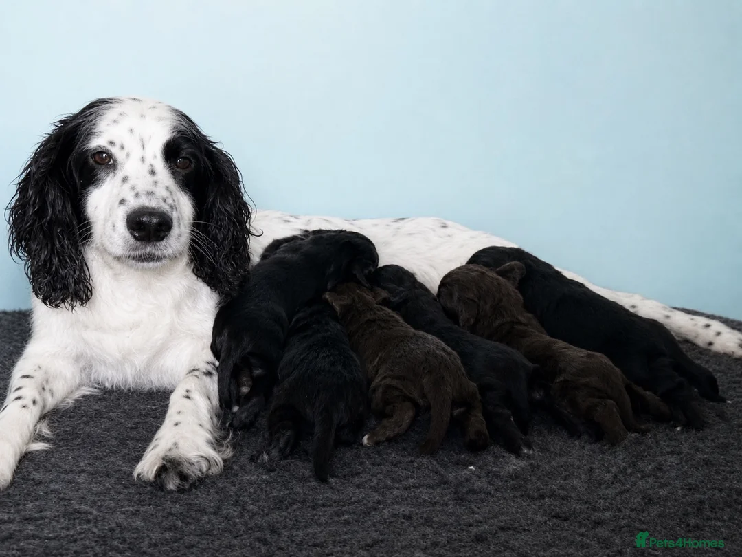 Cocker Spaniel dogs for sale: Beautiful Black and Chocolate Cocker Spaniel KCReg - Advert 1