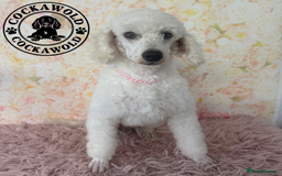 Cockapoo dogs for sale: Exceptional Cockapoo Boys: Ready Now  - Image 14