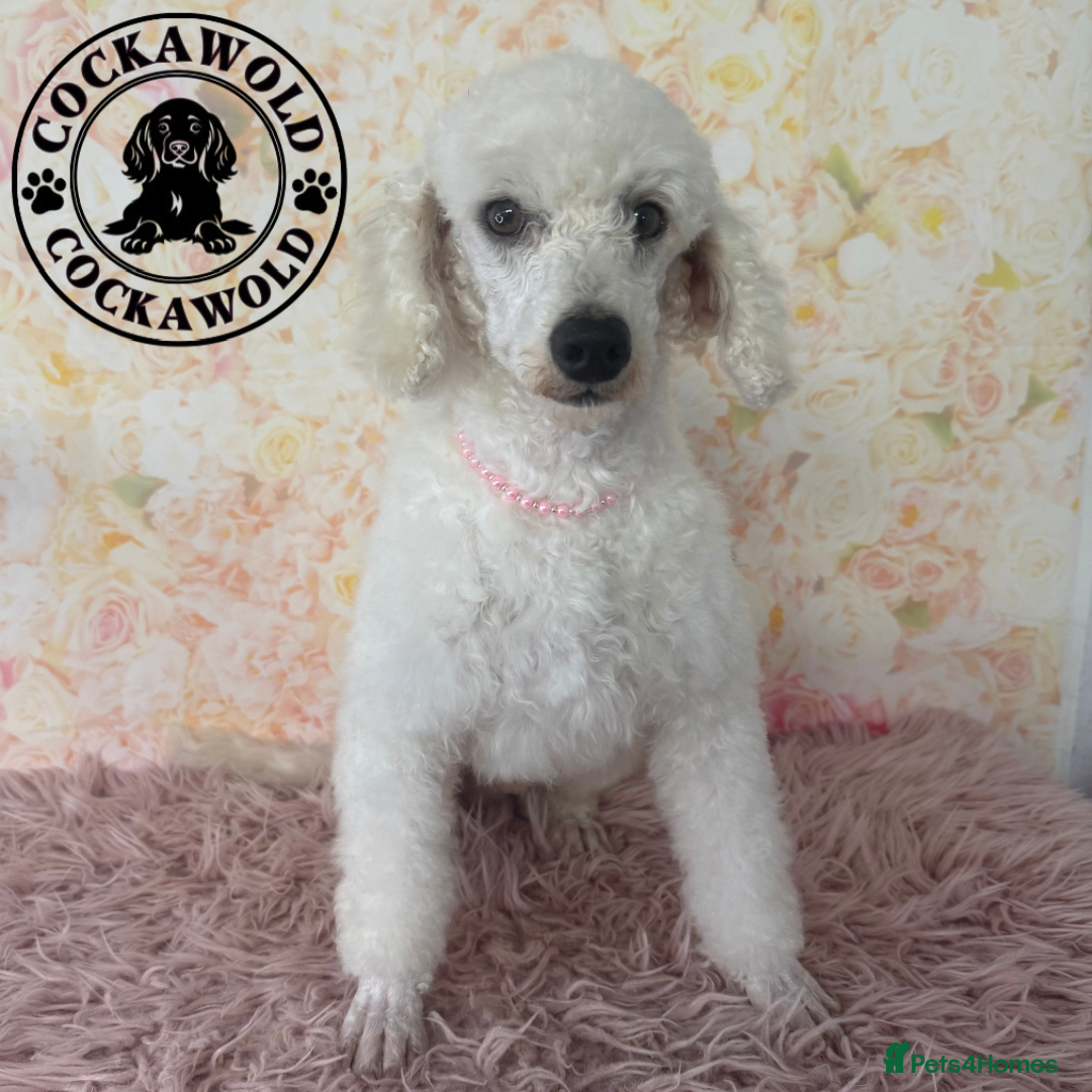 Cockapoo dogs for sale: Exceptional Cockapoo Boys: Ready Now  - Image 14