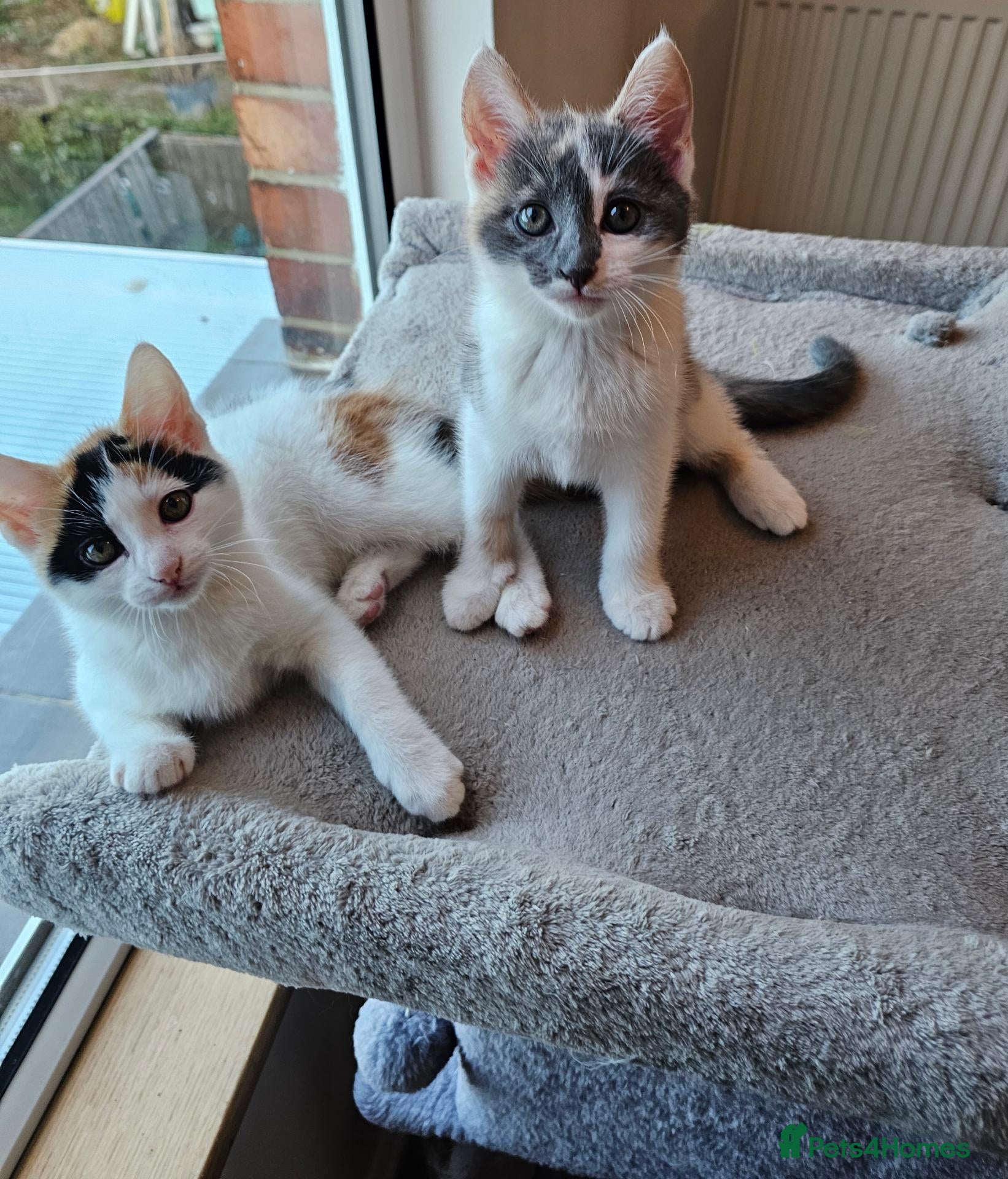 Mixed Breed cats  mix breed 3 girls  - Advert 2