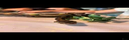 Python Snake reptiles for sale: 🐍 Beautiful Friendly Royal Python  - Advert 4
