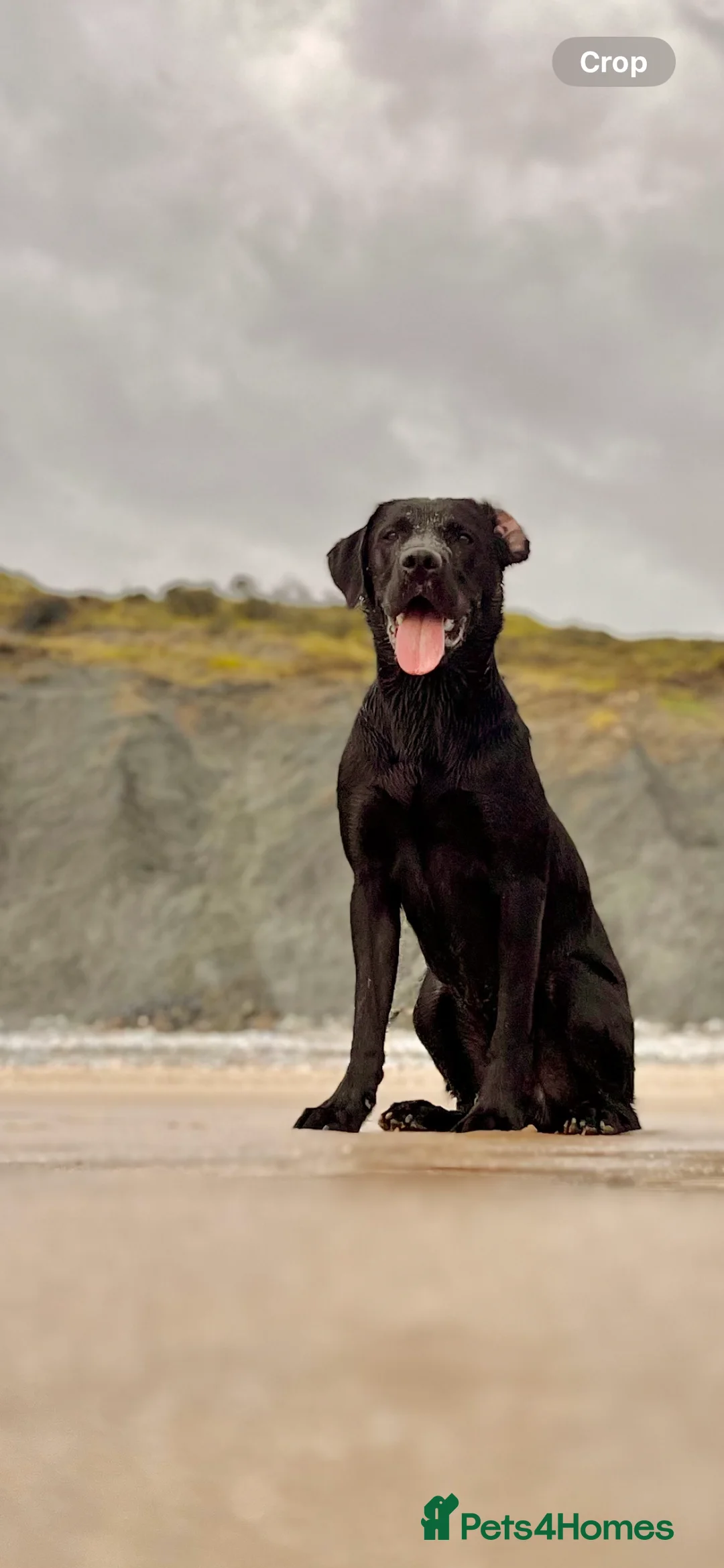 Labrador Retriever dogs for stud: Red, the black Labrador  - Advert 2