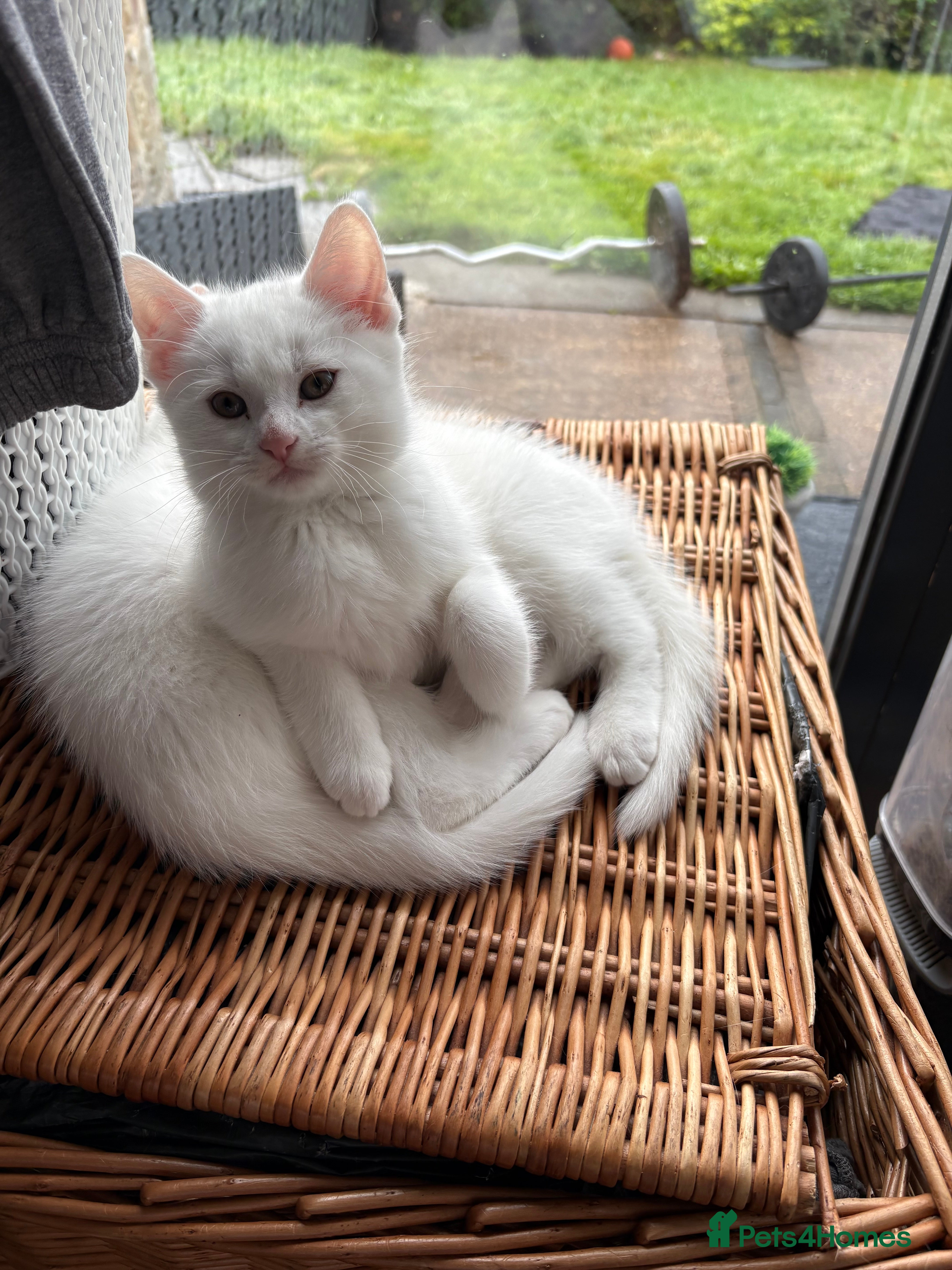 Turkish Angora cats Two Half-breed Turkish Angora Kittens  - Advert 18