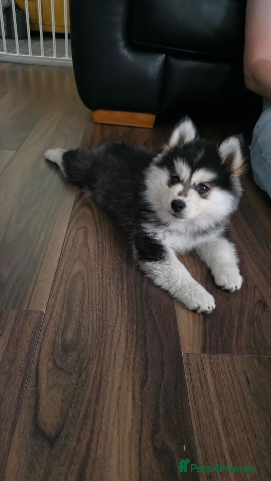 Pomsky dogs F4 Pomsky Female - Advert 13
