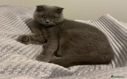 Scottish Fold cats for sale: Amazing Lilac Scottish Fold Kittens - Image 8