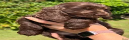 Cocker Spaniel dogs for sale: KC Show-type Chocolate & Choc Sable puppies - Advert 10