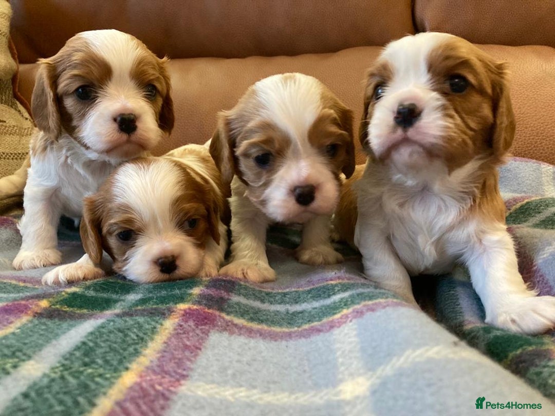 Cavalier King Charles Spaniel dogs for stud: CKCS For stud only, not for sale in Darwen - Image 3