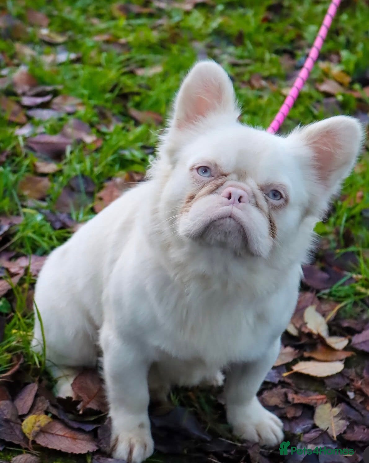 French Bulldog dogs Visual pink fluffy husky Alpha wolf - Advert 1