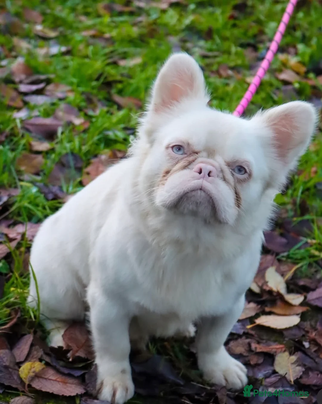French Bulldog dogs for stud: Visual pink fluffy husky Alpha wolf - Advert 1