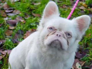 French Bulldog dogs Visual pink fluffy husky Alpha wolf - Advert 1