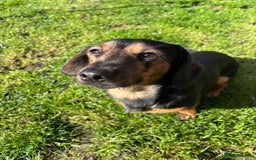 Dachshund dogs for stud: Dachshund stud  - Image 2