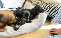 Miniature Dachshund dogs for sale: Dachshunds  - Image 3
