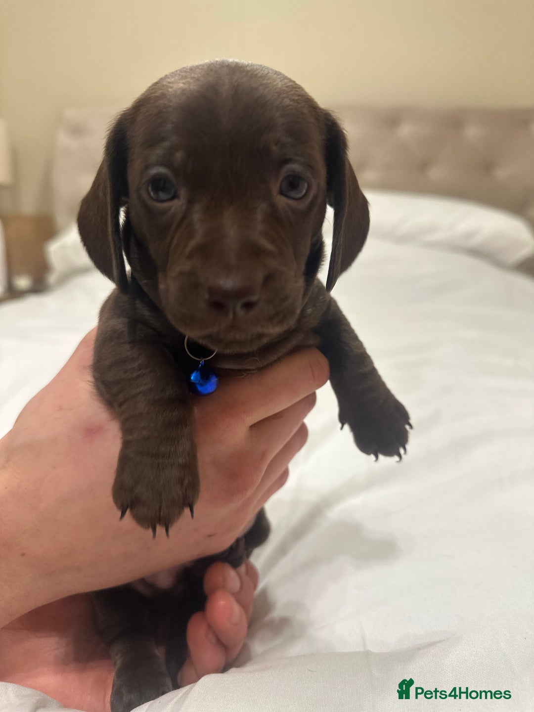 Miniature Dachshund dogs for sale: Miniature dachshund ready to go🫶🏽 - Advert 11