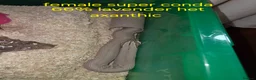 Mixed Breed reptiles for sale: Selling all reptiles reduced prices - Advert 5