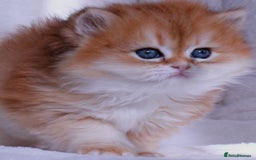 British Longhair cats for sale: ✨Golden British Longhair - Exclusive Kittens✨*🧿 - Advert 9