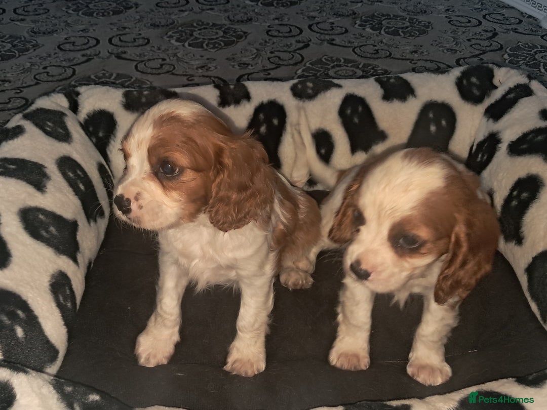 Cavapoo dogs for sale: Cavapoo puppies  - Image 3