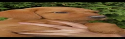 Labrador Retriever dogs for sale: Dark Girl Fox Red Labrador For Sale - Advert 1