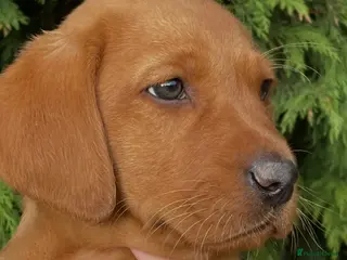 Labrador Retriever dogs Dark Girl Fox Red Labrador For Sale - Advert 11