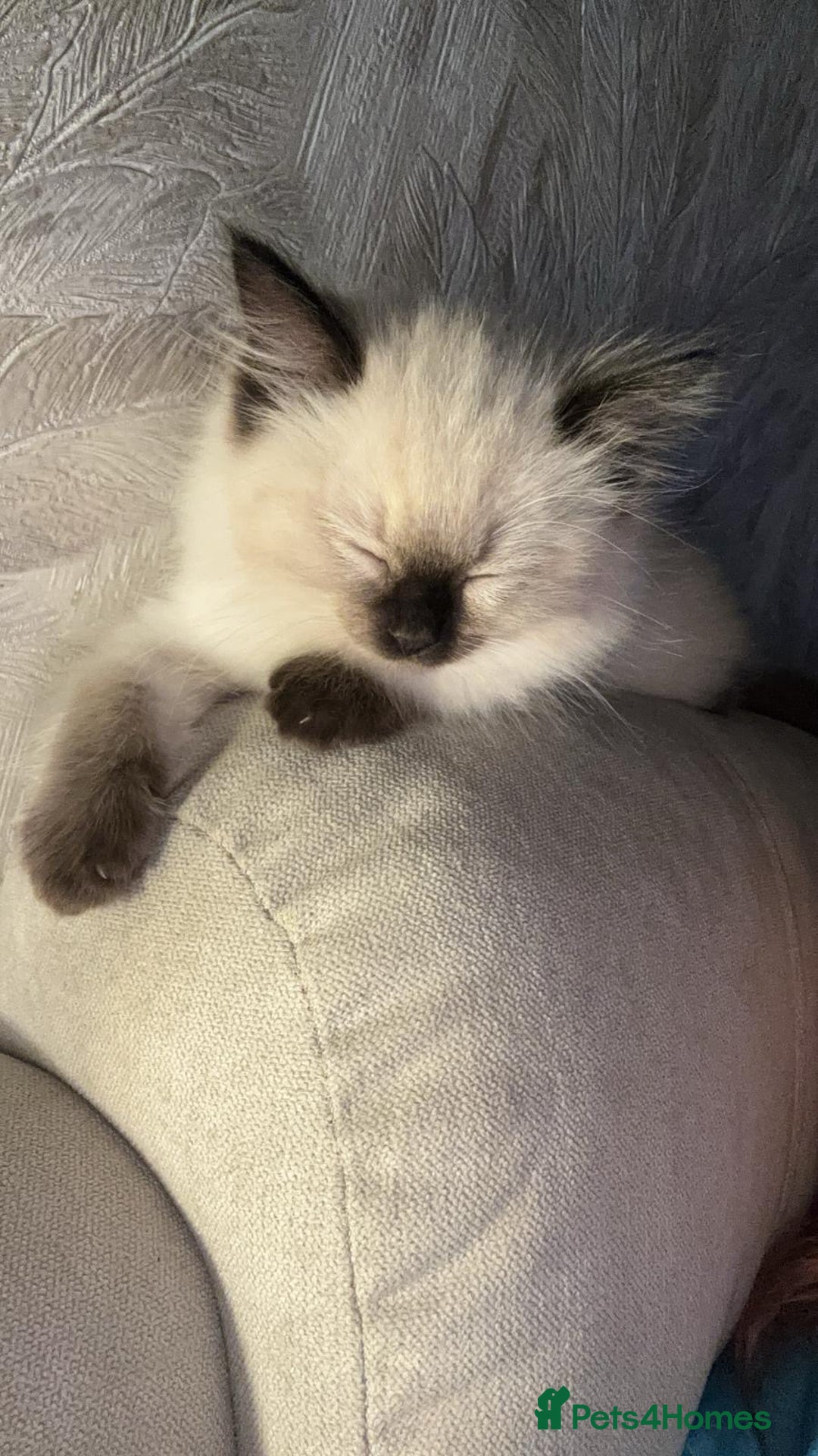 Ragdoll cats for sale: Female ragdoll - Advert 1