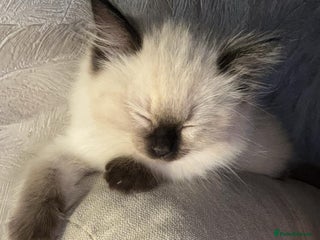 Ragdoll cats Female ragdoll - Advert 1