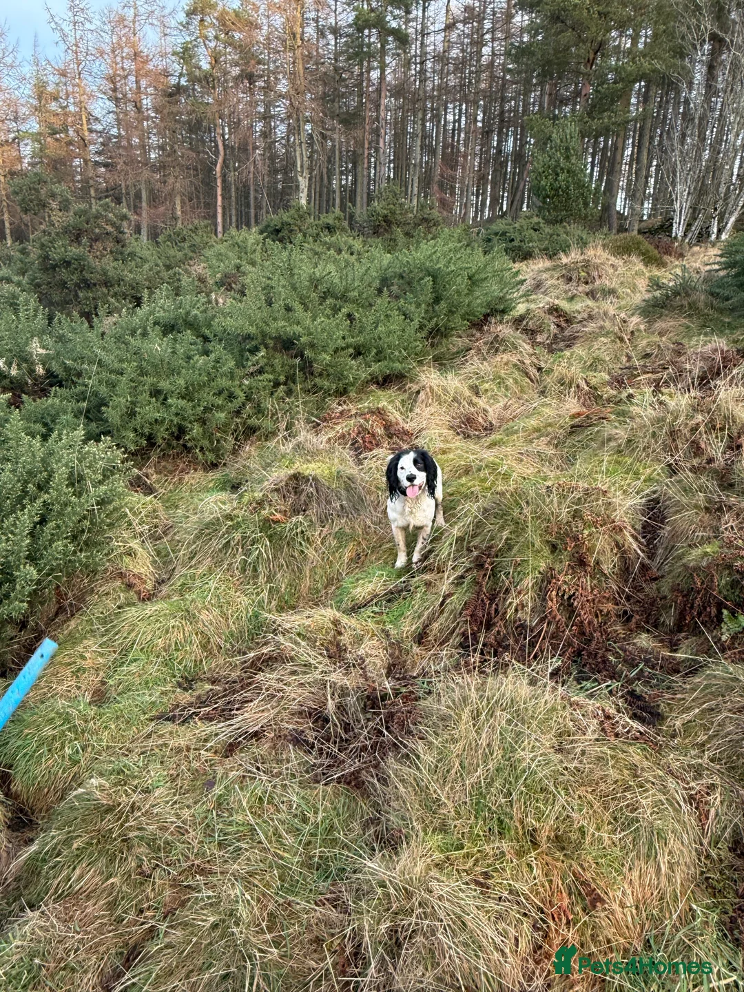 Cocker Spaniel dogs for stud: Proven Working cocker spaniel for stud  in Montrose - Advert 5