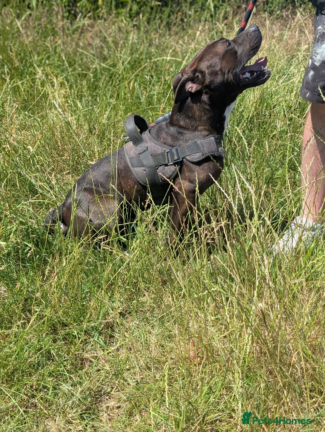 Staffordshire Bull Terrier dogs for sale: Beautiful boy needs a new home - Advert 2