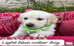 Golden Retriever dogs for sale: ❤️ Superb Litter of Golden Retriever Puppies ❤️ - Image 10