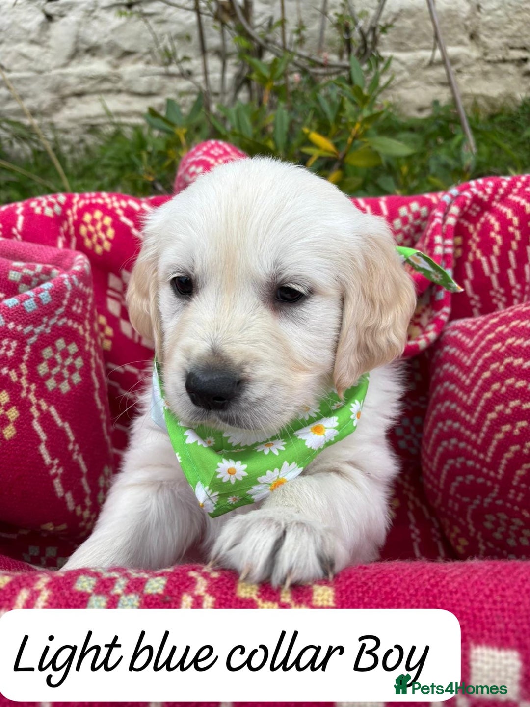Golden Retriever dogs for sale: ❤️ Superb Litter of Golden Retriever Puppies ❤️ - Image 10