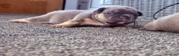 French Bulldog dogs for sale: 🐾 Outstanding litter of 6 🐾 - Advert 22